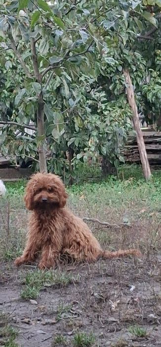 Пудель мініатюрний