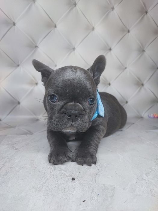 Блакитні малюки французики