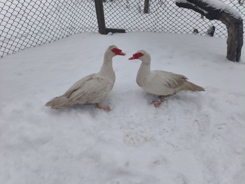 Продаються індо-качурі на плем'я