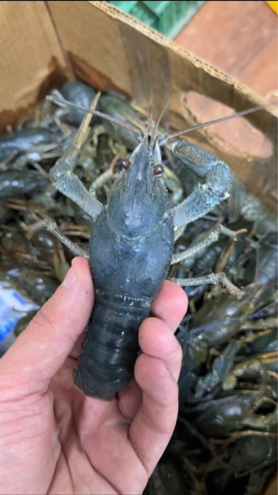 Живі раки в наявномті, краща ціна!