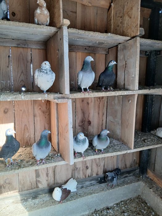 Sprzedam lub Zamienie