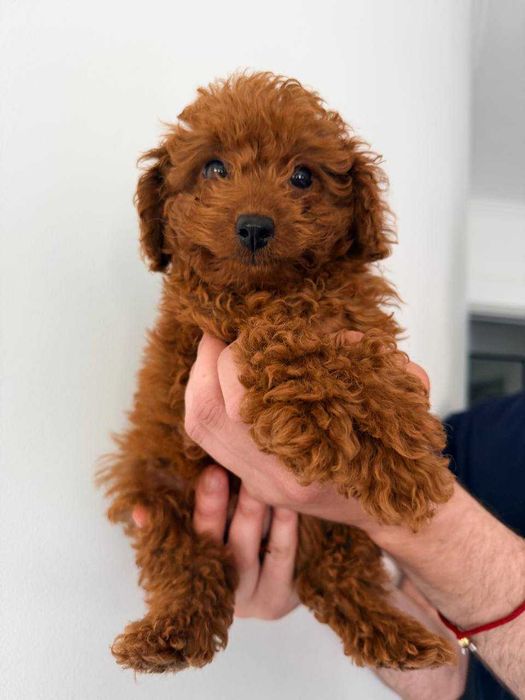 Caniche Toy Mini Femea Micro Menina Disponível