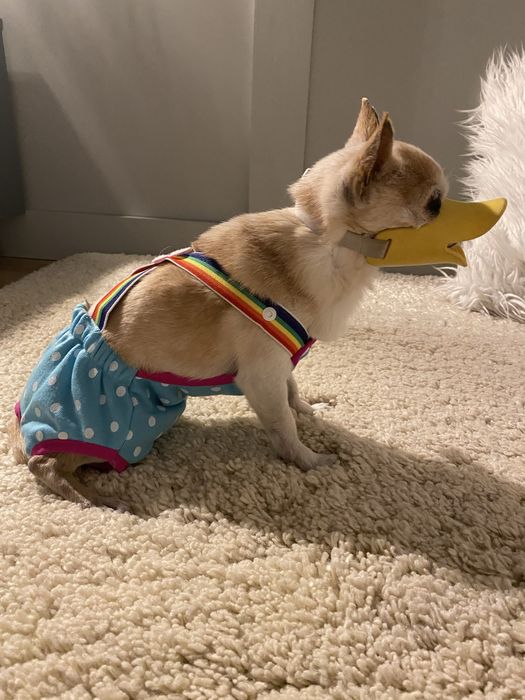 Трусики для песиків