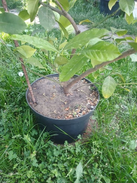 Лимонне дерево з лимонами