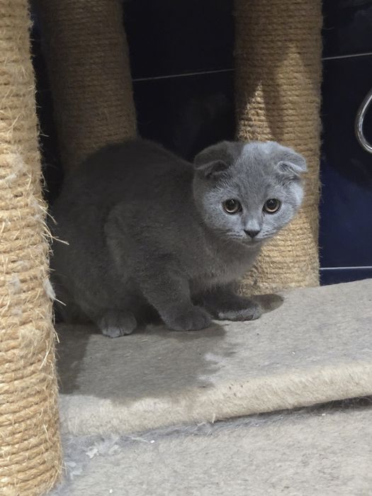 Gatinha Scottish Fold Cizenta