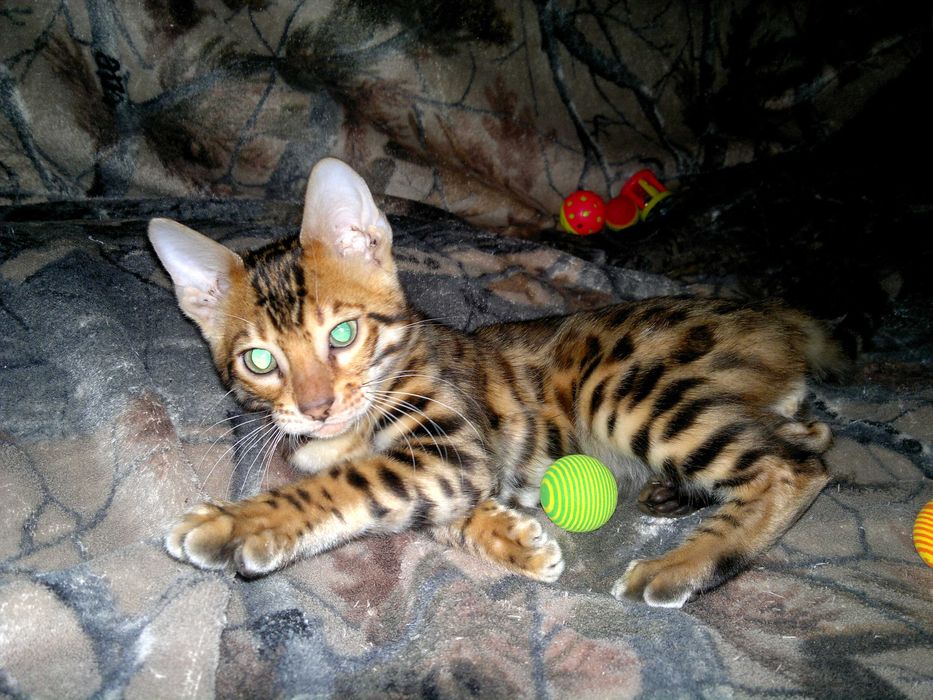 Чудовий бенгальський малюк з документами WCF