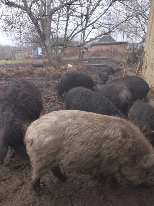 свиноматки мангали,молоді