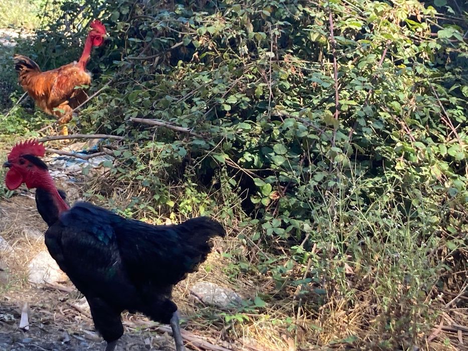 Galos raças autóctones