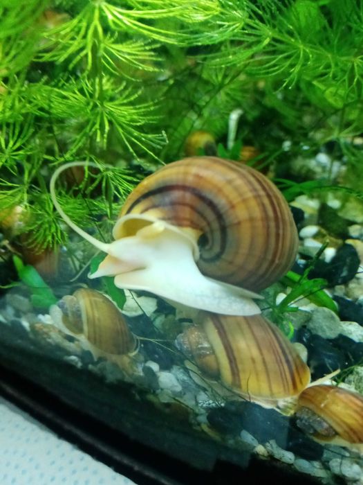 Ślimaki, małe, średnie i duże
