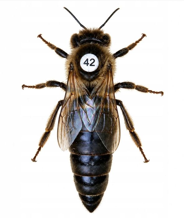 Matki pszczele 2026