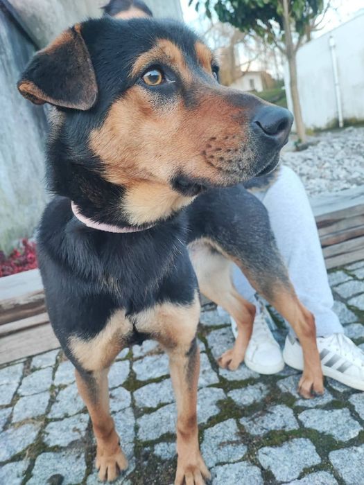 Caozinho de ano e meio