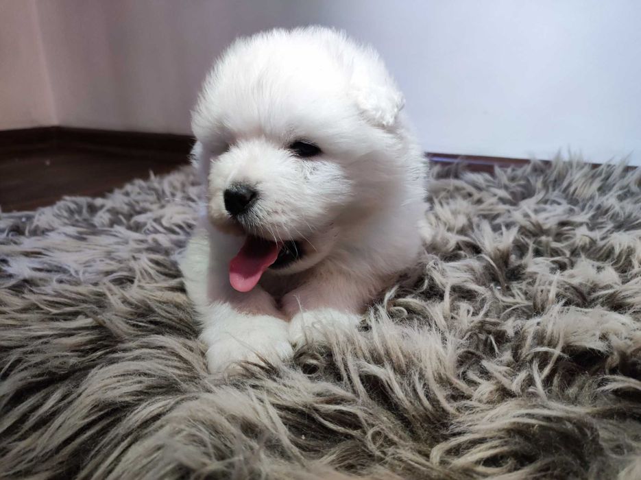 gotowa Samoyed ZKwP badania FCI Samojed DOMOWY