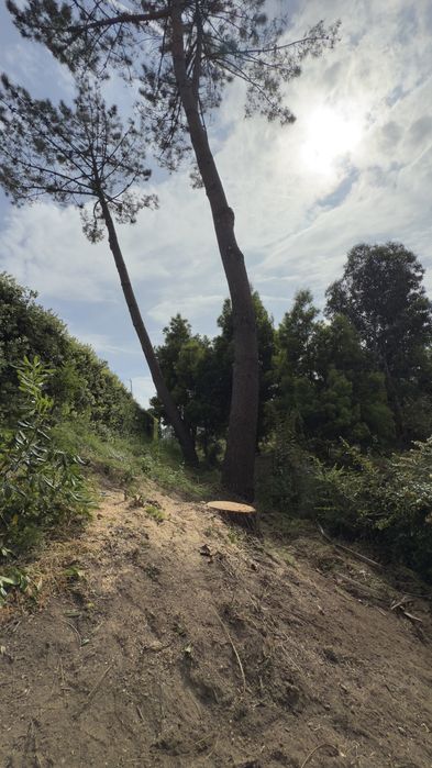Poda, Abate e Corte de Árvores - Arborista Emanuel Ramos - 964 691 063