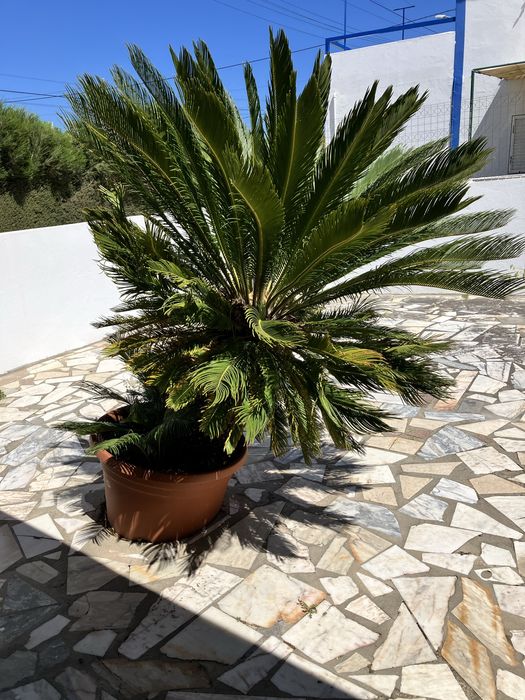 Planta Cica origem asiática