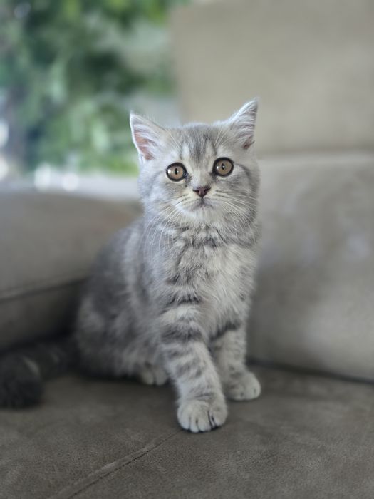 Gatinha Scottish Straight, Silver Tabby
