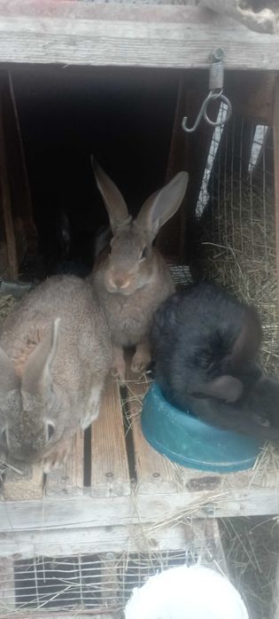 Продам кролики змішаних порід