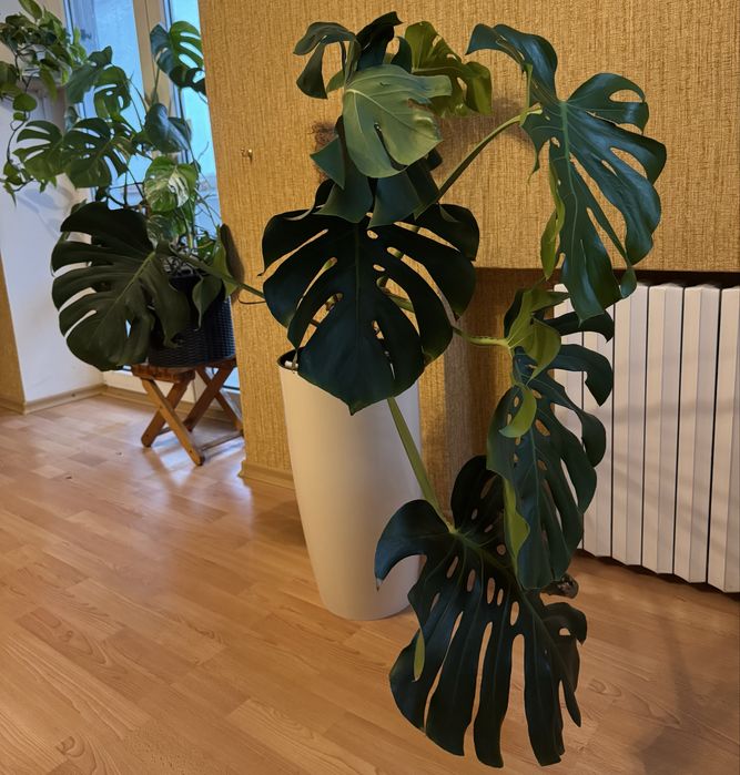 Монстера альба / вариагатна , монстера класическая, взрослое дерево.