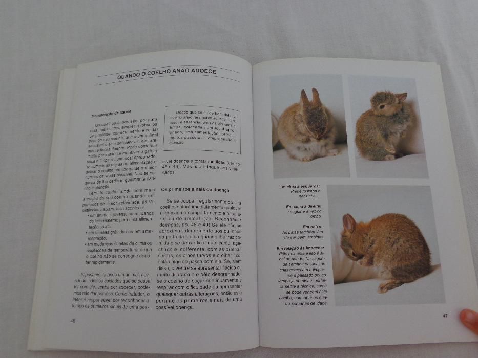 Guia prático do coelho anão