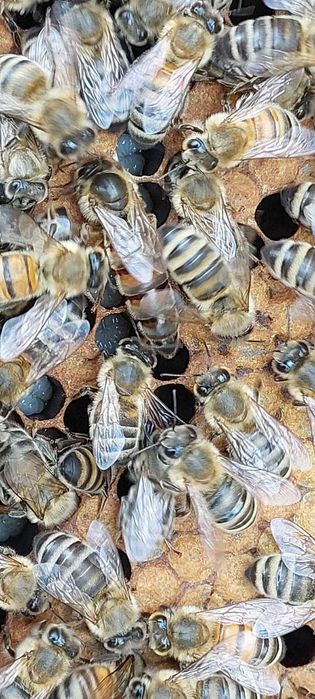 Przezimowane rodzny pszczele