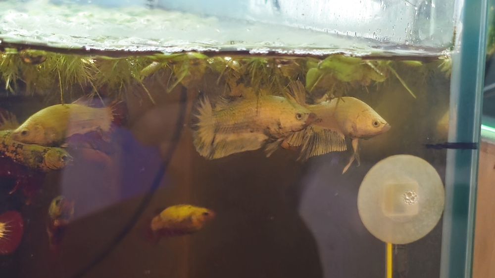 Vendo Bettas dragon