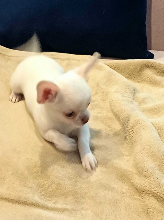 Biała Śliczna Mini Dziewczynka