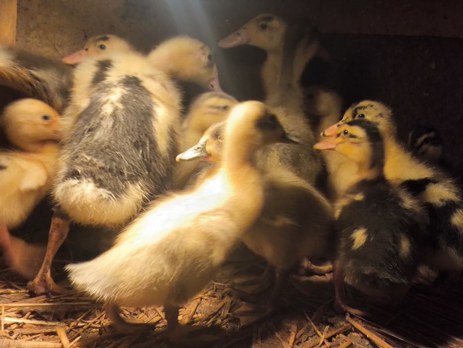 Kaczki biegusy indyjskie pisklaki