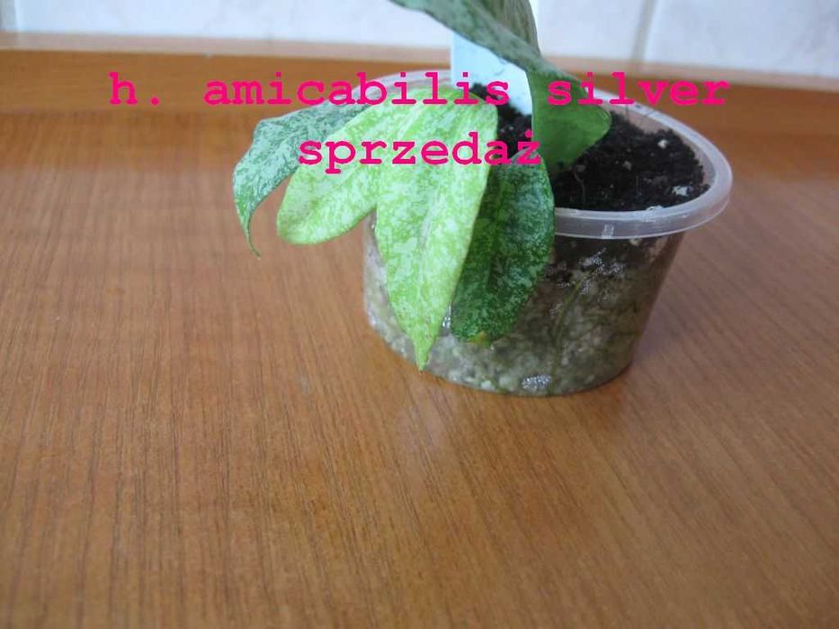 hoya amicabilis silver kolekcja roślina rarytas rzadkość unikat