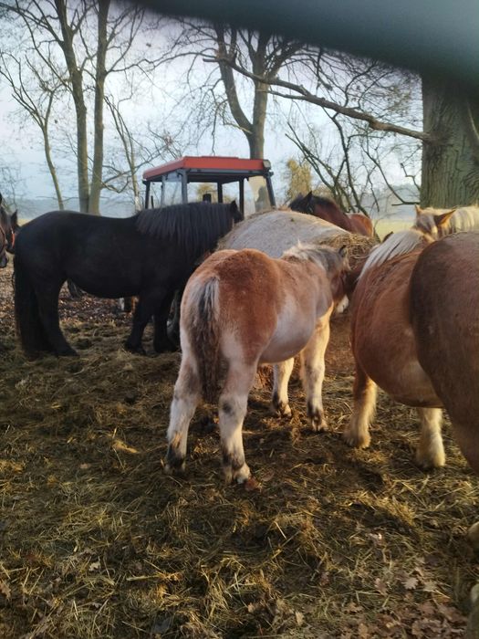 Sprzedam źrebaki i klacze