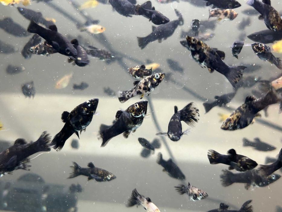 Zamienię/Sprzedam Molinezje mix