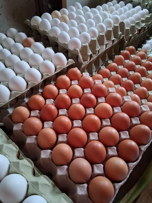 Jajka białe brąz Świętochłowice