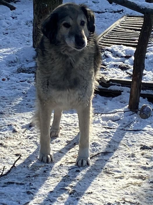 Pies balsam, chodząca słodycz
