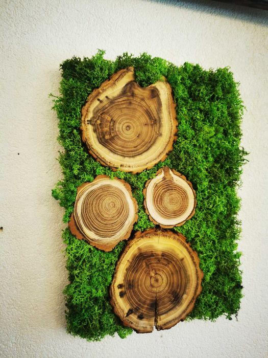 Żywy obraz mech + plastry drewna