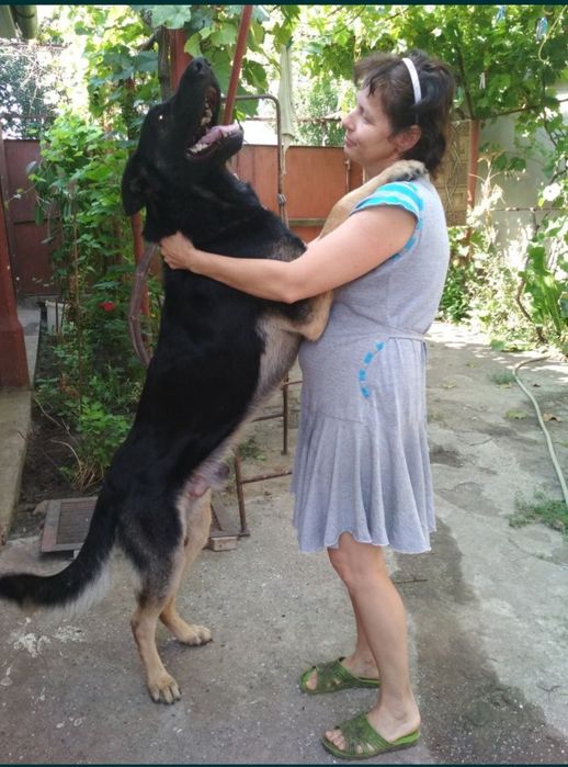 Овчарка ВЕО,вязка