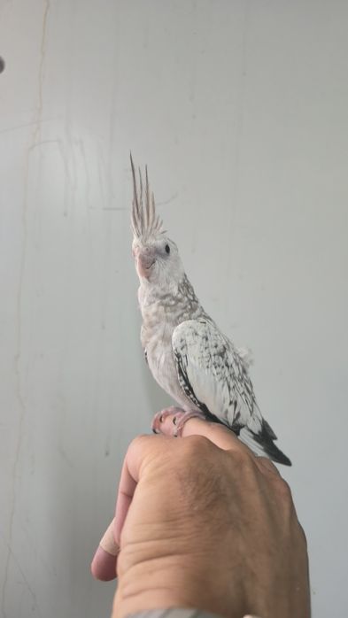 Caturra domesticadas