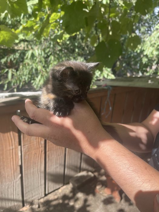 Кіцьки в добрі руки, безкоштовно.