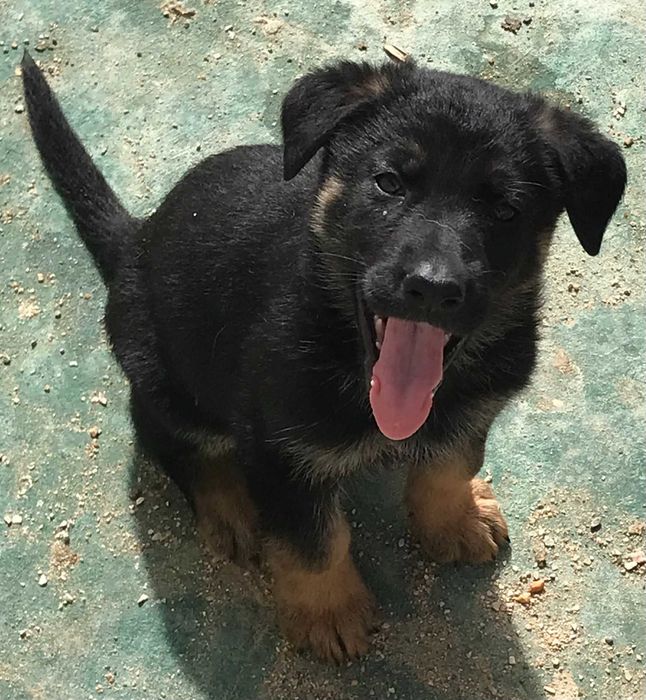 Cão pastor alemão
