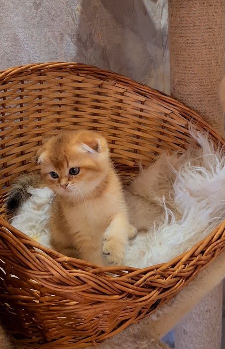 Класный малыш золотая шиншилла