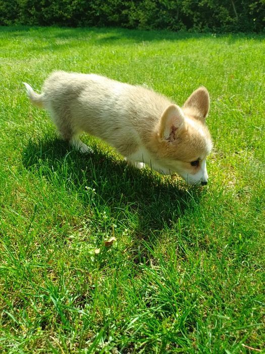 Suczka Welsh Corgi PEMBROKE - Kreda