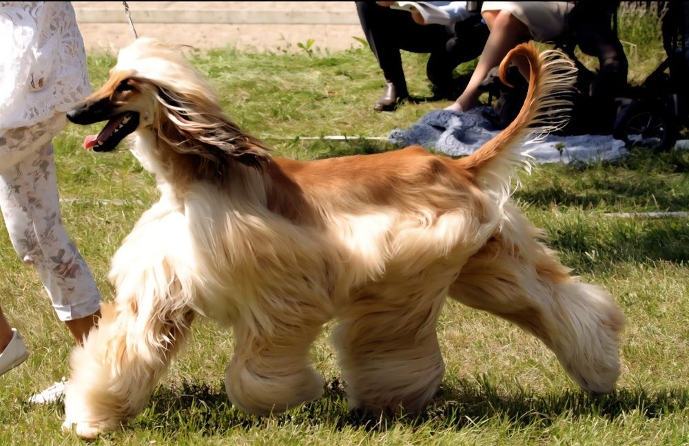 Chart afgański suczka