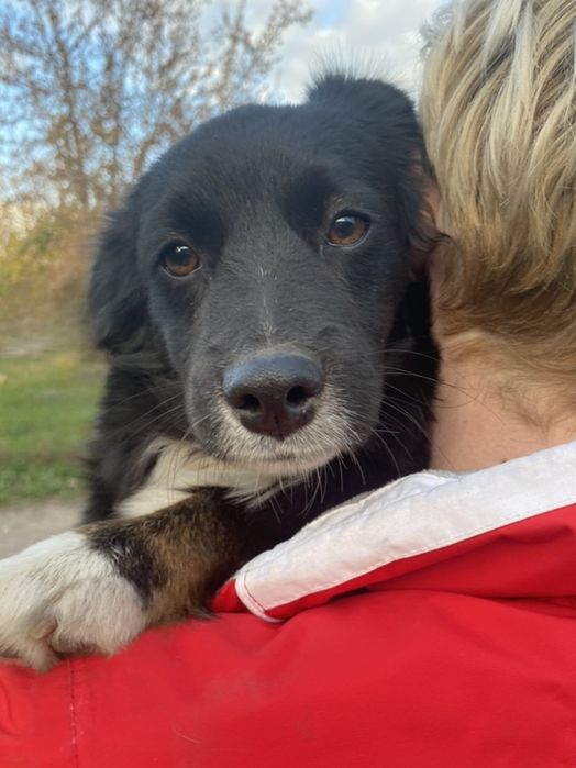 Отдам даром в добрые руки собачку метис мелкой породы