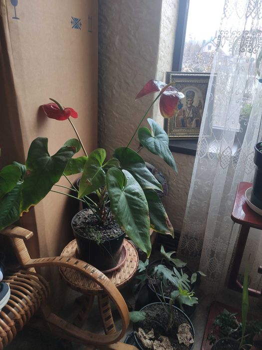 Антуриум красный