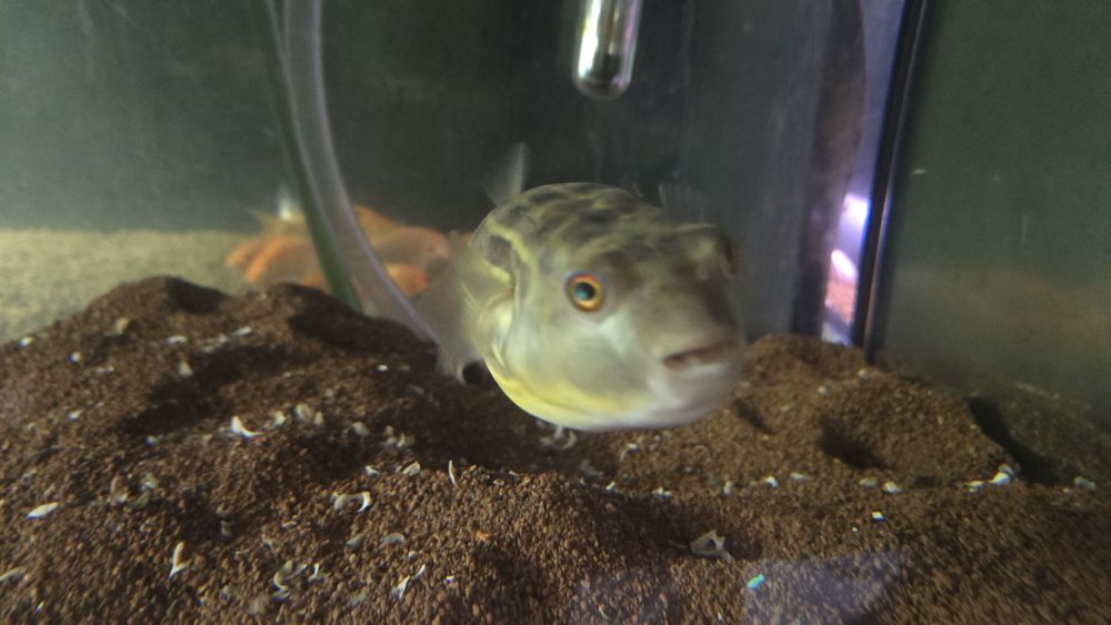 Tetradon fahaka +15cm