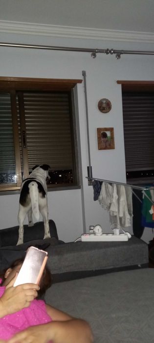 Alegria canina todos os dias