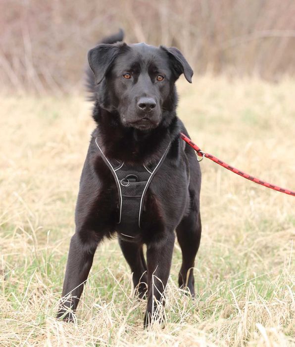 Black – wesoły pies w typie labradora gotowy do adopcji