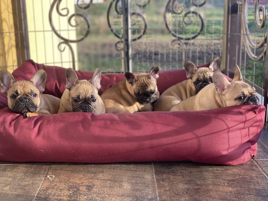 Хлопчики і дівчатка. Доставим у ваше місто