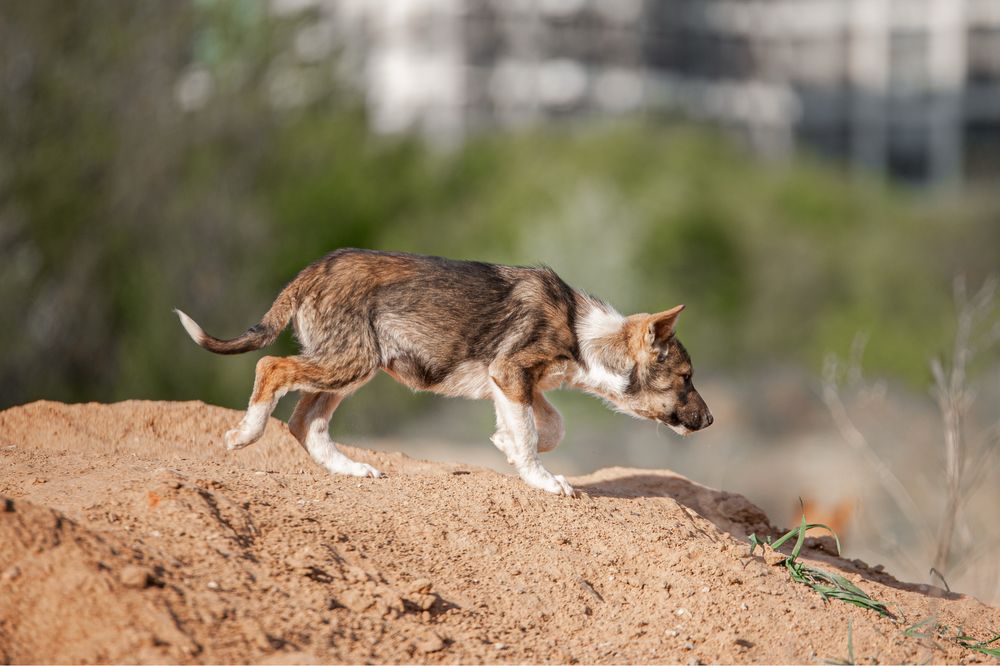 Цуцик-дівчинка шукає родину, лагідне щеня, подаруй сімʼю, врятуй життя