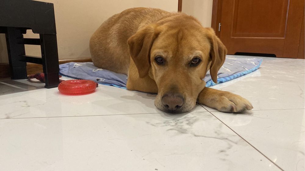 Labrador szuka stałego i kochającego domu