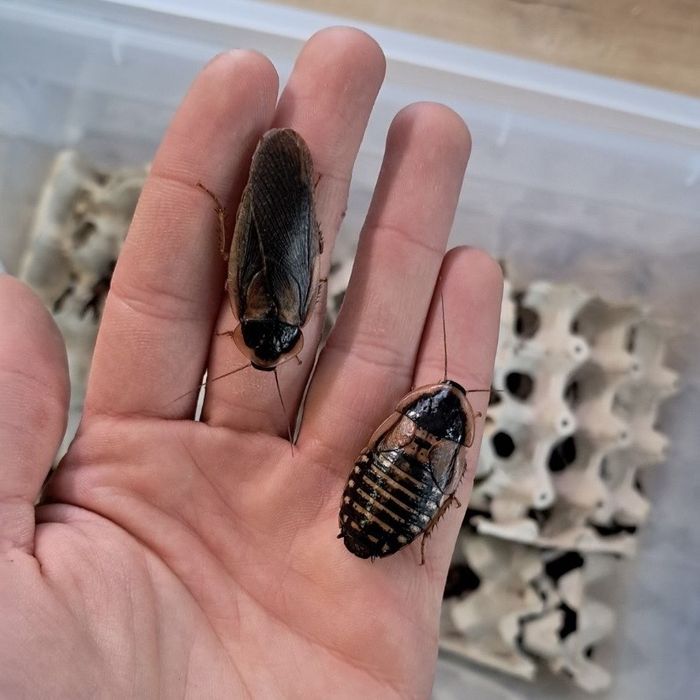 Pokarm karaczan argentyński dubia duże 100 sztuk