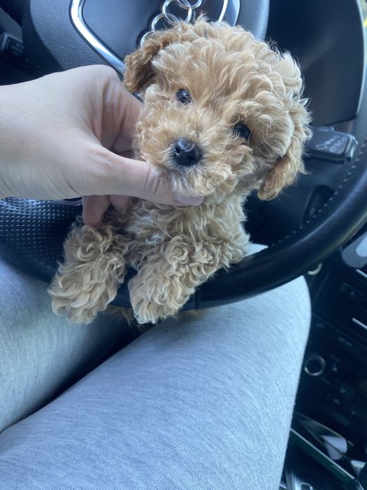 Шикарні міні мальтипу