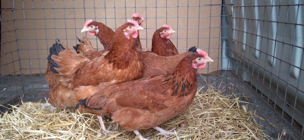 Kury Nioski Leghorn 24 tygodnie! Wysyłka od 10 sztuk.